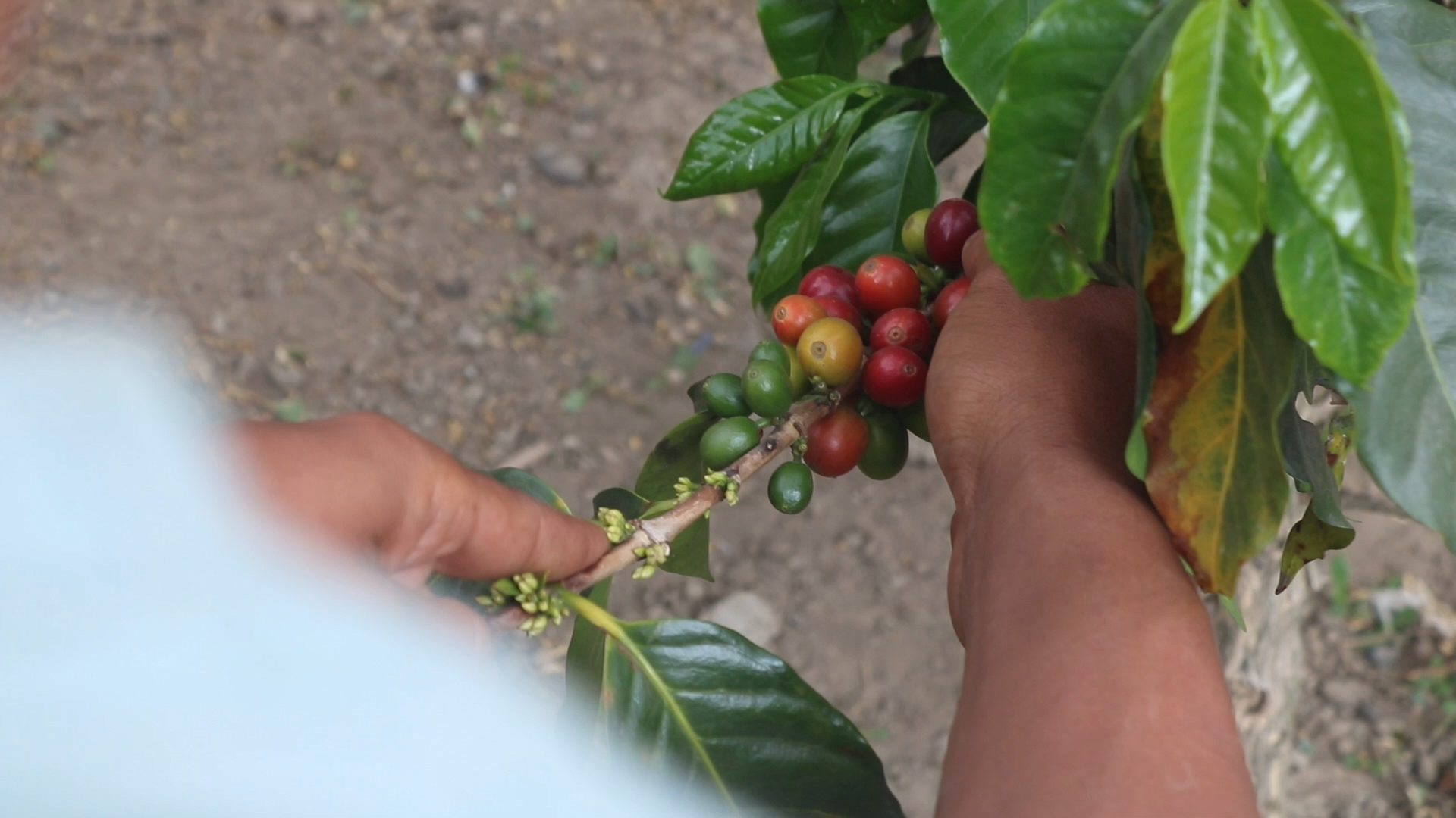 Ekspor Non-Tambang NTB Anjlok, Ini Penyebabnya