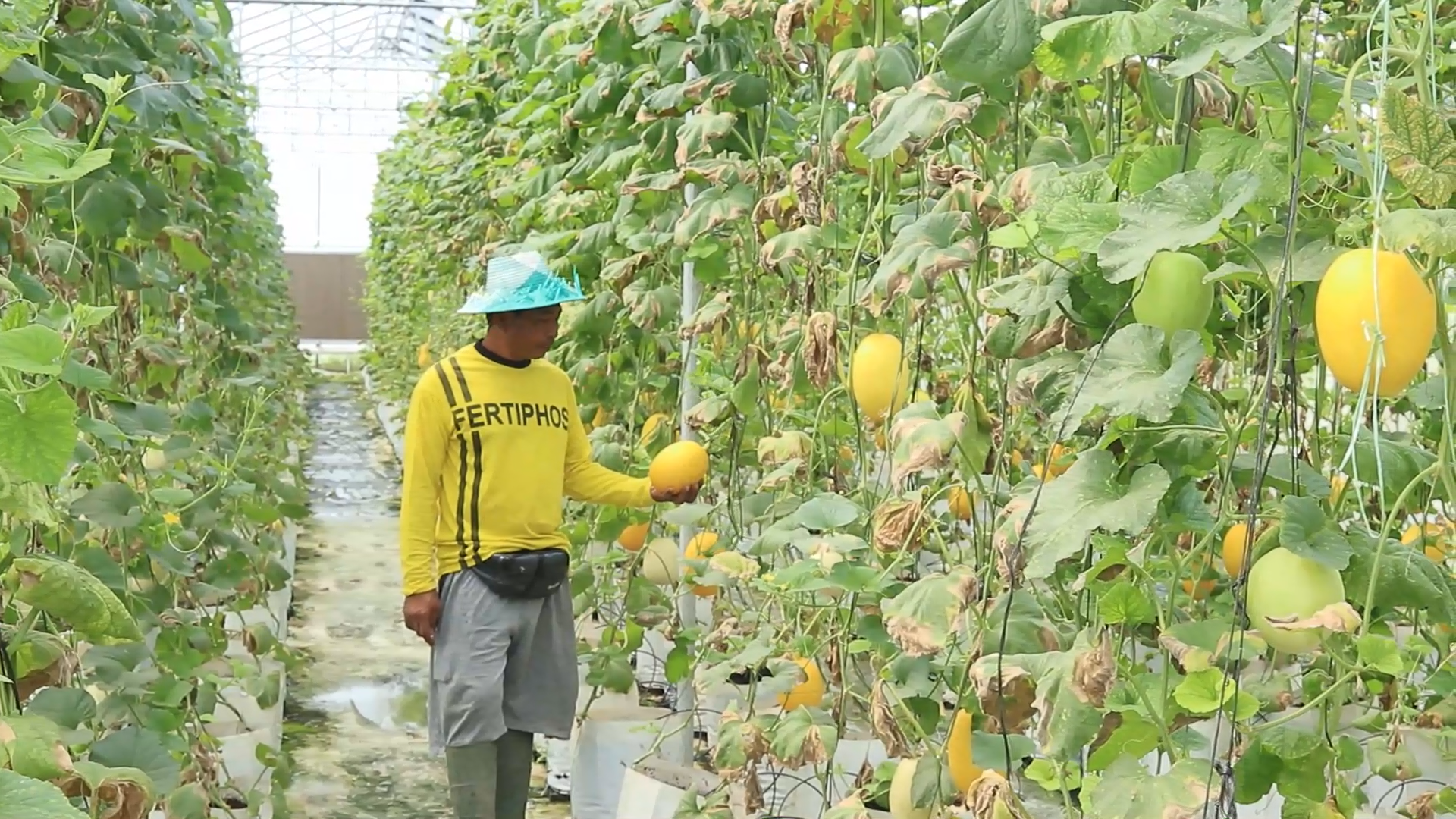 Inovasi Petani Lombok Tengah: Green House Melon Premium Omzet Rp15 Juta